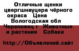 Отличные щенки цвергшнауцера чёрного окраса › Цена ­ 20 000 - Вологодская обл., Череповец г. Животные и растения » Собаки   